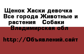 Щенок Хаски девочка - Все города Животные и растения » Собаки   . Владимирская обл.